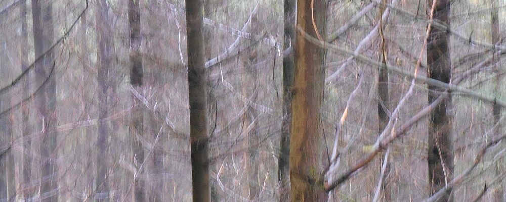 Foto Mystischer Wald