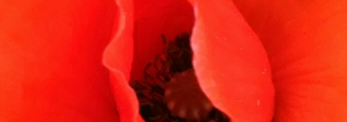 Bild von Mohnblüte von oben