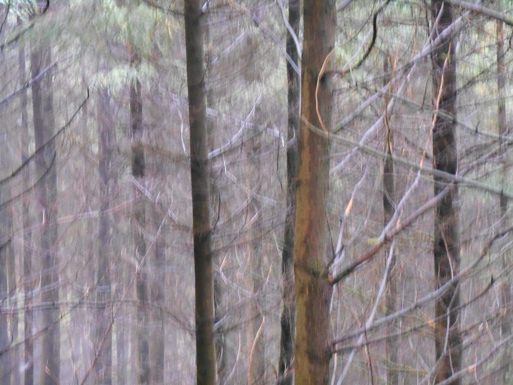 Bild 8 der Fotografien von Susanne L. Mayer 