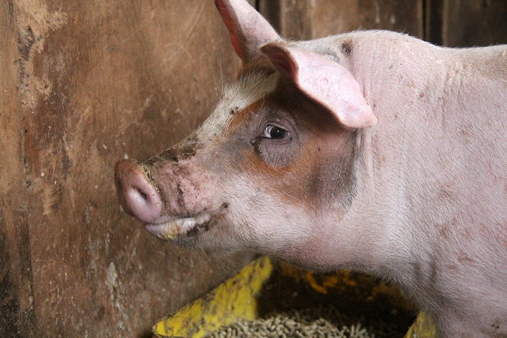 Bild mit Schwein auf Island