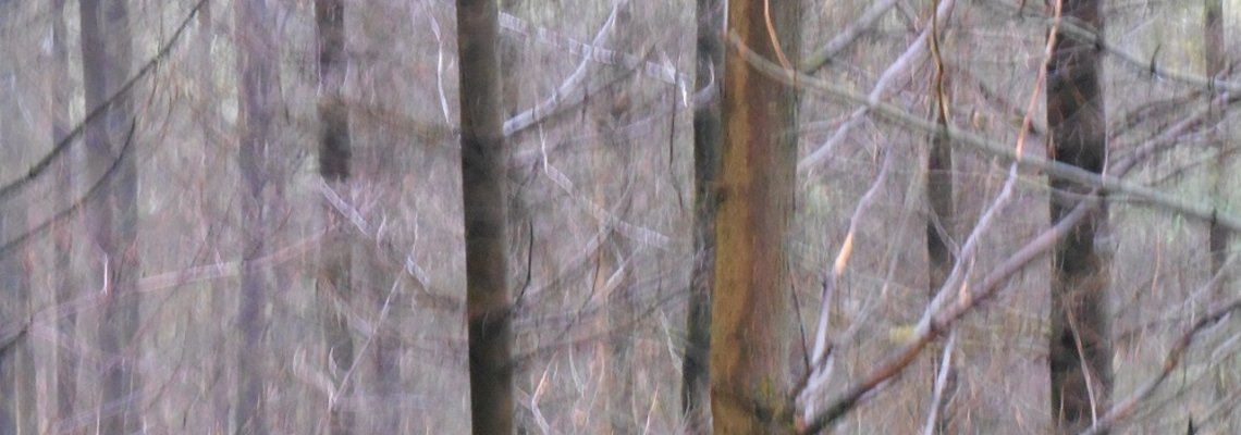 Foto Mystischer Wald