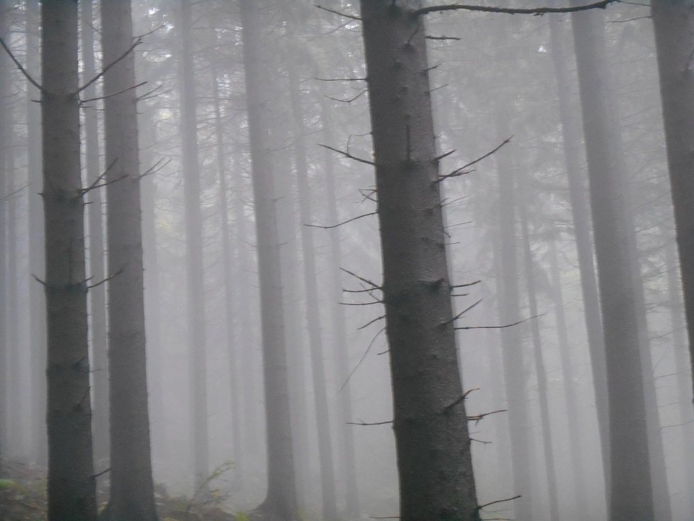 Bild 10 der Fotografien von Susanne L. Mayer 