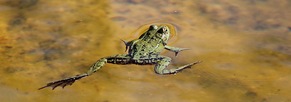 Foto mit schwimmenden Frosch