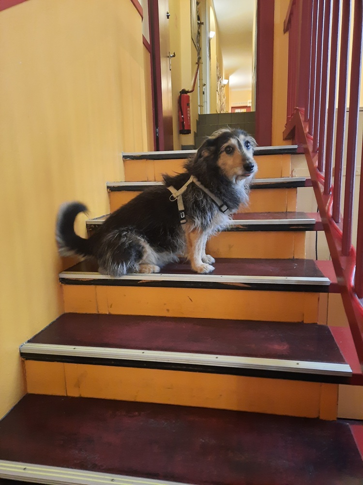 Ein Hund sitt auf der Treppe im Raum.