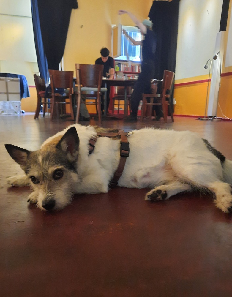 Ein Hund liegt auf dem Boden im Raum.