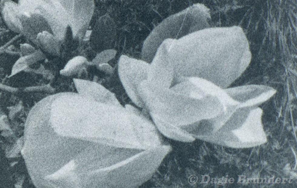Schwarzweißbild von Blumen