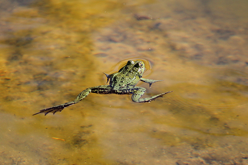 schwimmender Frosch - Tierparkleben