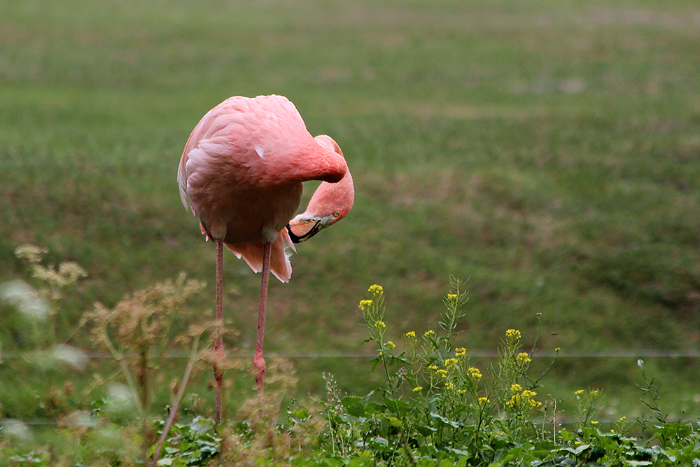 Flamingo - Tierparkleben