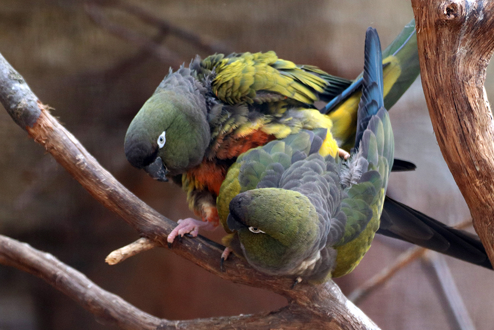 Papageienpäarchen - Tierparkleben