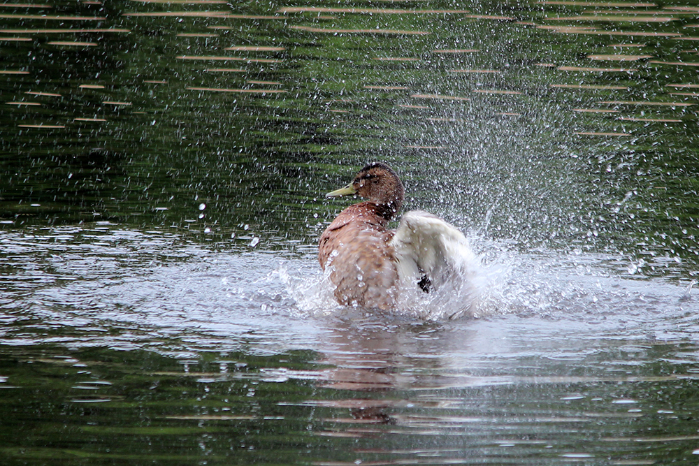 Ente im Wasser - Tierparkleben