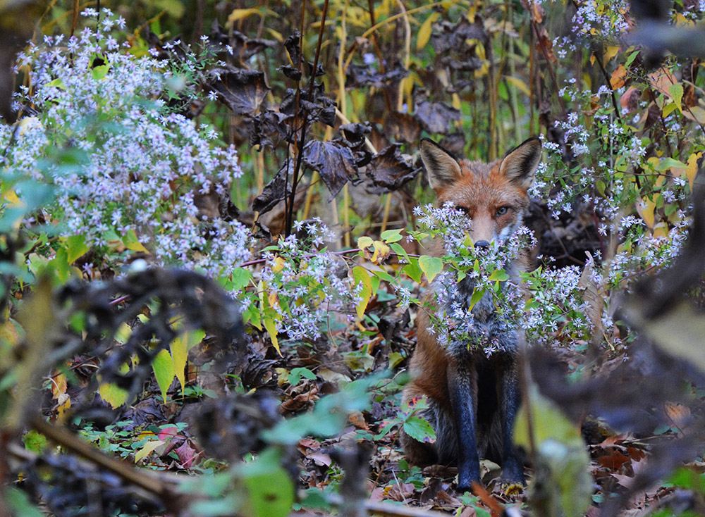 Ein Foto von einem versteckten Fuchs hinter Blumen