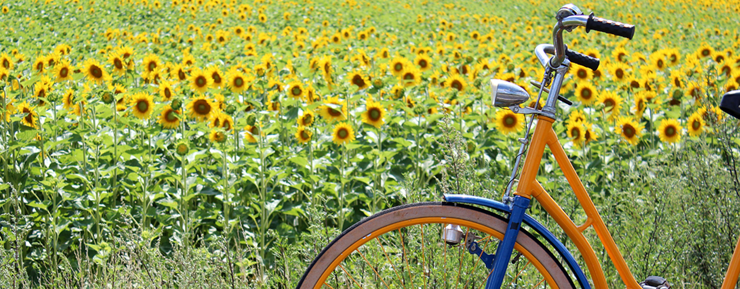 Sonnenblumenfeld und Fahrrad
